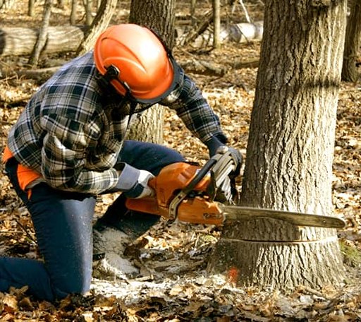 Tree Removal in Bloomingdale, NY